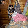Lucy is registered to the contest to win money with this photo: dog, small_dog, pink_sweater, bed, quilt, wooden_wall, bags, clothing, candle, indoor, pet, animal, cute, cozy, furniture, blanket, patchwork, sitting, looking, domestic