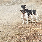 Lucy joined the competition — help win amazing prizes! dog, two_dogs, outdoor, dirt_road, gravel, animal, pet, black_and_white, collar, alert, nature, grass, dry_leaves, standing, canine, rural, daytime, companions, fur, watchful
