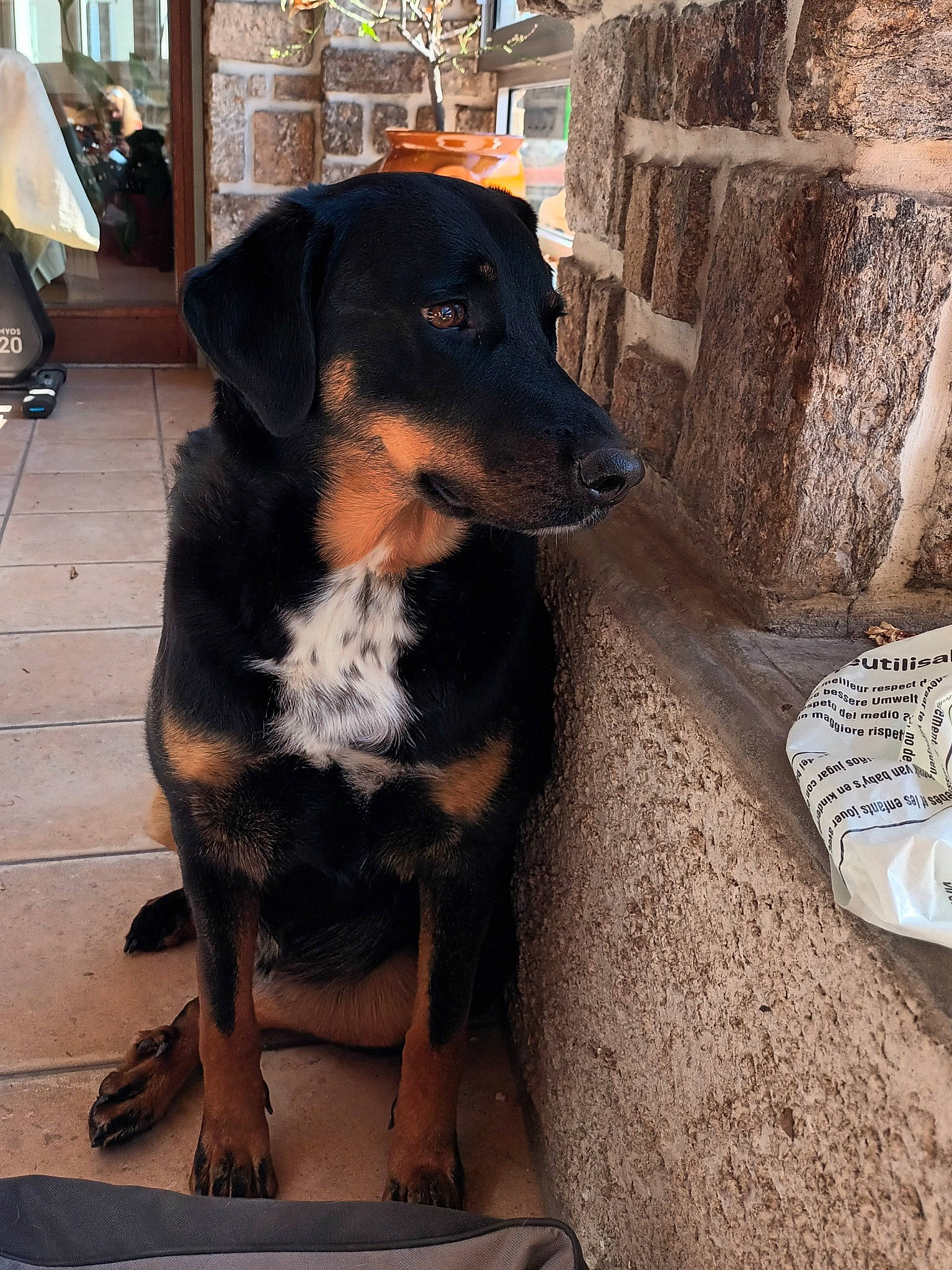 Shelby participe au concours pour gagner de l'argent avec cette photo : canidae, carnivore, companion_dog, dog, dog_breed, fur, guard_dog, plant, snout, sporting_group, terrestrial_animal, working_animal, working_dog