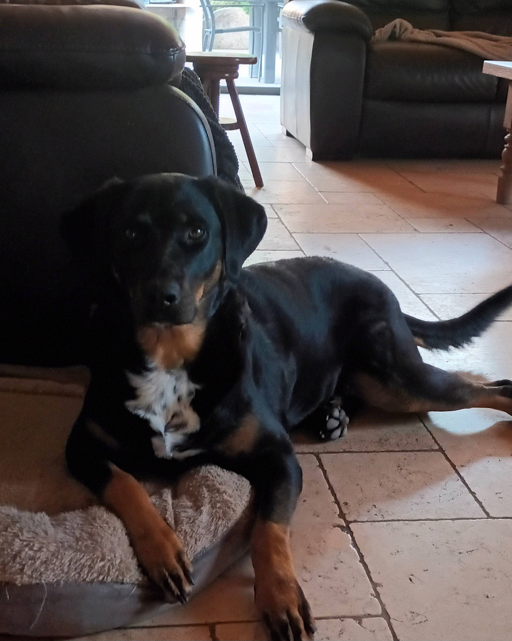 Shelby a rejoint le concours — aidez-le/la à gagner de superbes lots ! carnivore, chair, collar, comfort, companion_dog, dog, dog_breed, fawn, floor, flooring, fur, hardwood, liver, scent_hound, sleeper_chair, snout, tail, wood_flooring, working_animal, working_dog