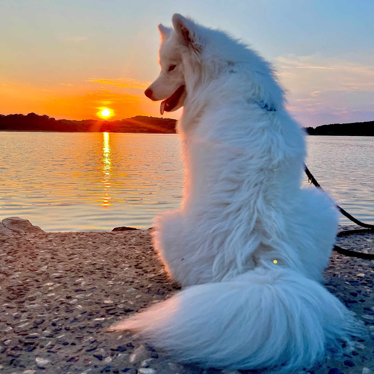 Annie Dangiel a rejoint le concours — aidez-le/la à gagner de superbes lots ! animal, calm, clouds, dog, evening, fluffy, lake, leash, nature, outdoor, peaceful, pet, reflection, rocks, scenic, sitting, sky, sunset, water, white_dog