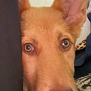 Cinnamon joined the competition — help win amazing prizes! animal, arm, blanket, close_up, cozy, curious, cute, dog, ears, eyes, face, fur, indoor, nose, pattern, person, pet, texture, tiger_print, wall