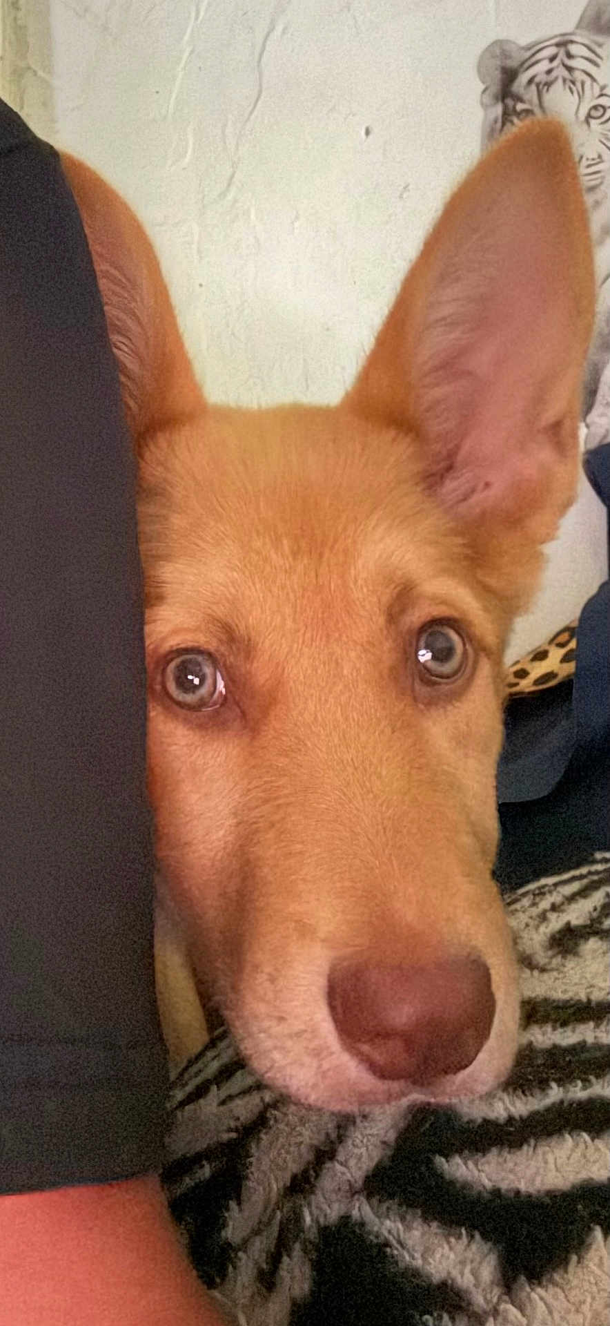 Cinnamon joined the competition — help win amazing prizes! animal, arm, blanket, close_up, cozy, curious, cute, dog, ears, eyes, face, fur, indoor, nose, pattern, person, pet, texture, tiger_print, wall