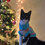 Bailey is registered to the contest to win money with this photo: animal, armrest, black_and_white, bokeh, cat, christmas_tree, couch, cozy, cute, decorations, fairy_lights, festive, holiday, indoor, ornaments, pet, portrait, soft_lighting, sweater, tuxedo_cat