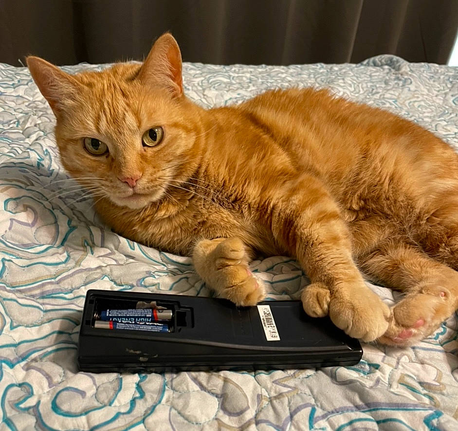 Blondie is registered to the contest to win money with this photo: carnivore, cat, claw, comfort, domestic_short_haired_cat, fawn, felidae, fur, gadget, gesture, output_device, paw, personal_computer, remote_control, sitting, small_to_medium_sized_cats, snout, tail, touchpad, whiskers