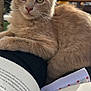 animal, book, cat, closeup, cozy, curious, daylight, ears, feline, fluffy, fur, lap, nature, outdoor, pet, reading, relaxed, sunlight, tan, whiskers