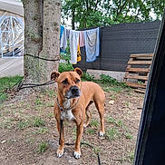 Nala participe au concours pour gagner de l'argent avec cette photo : dog, brown_dog, chain_collar, tree, grass, outdoor, fence, laundry, clothesline, wooden_pallets, earth, canine, pet, leash, nature, yard, daylight, animal, alert, standing