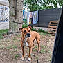 dog, brown_dog, chain_collar, tree, grass, outdoor, fence, laundry, clothesline, wooden_pallets, earth, canine, pet, leash, nature, yard, daylight, animal, alert, standing