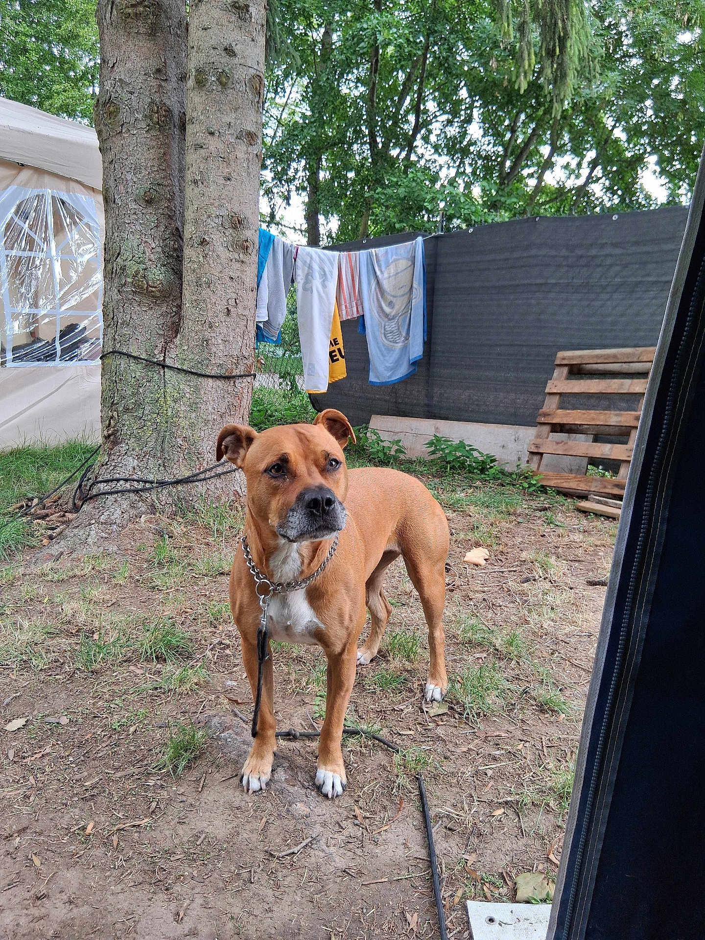 Nala