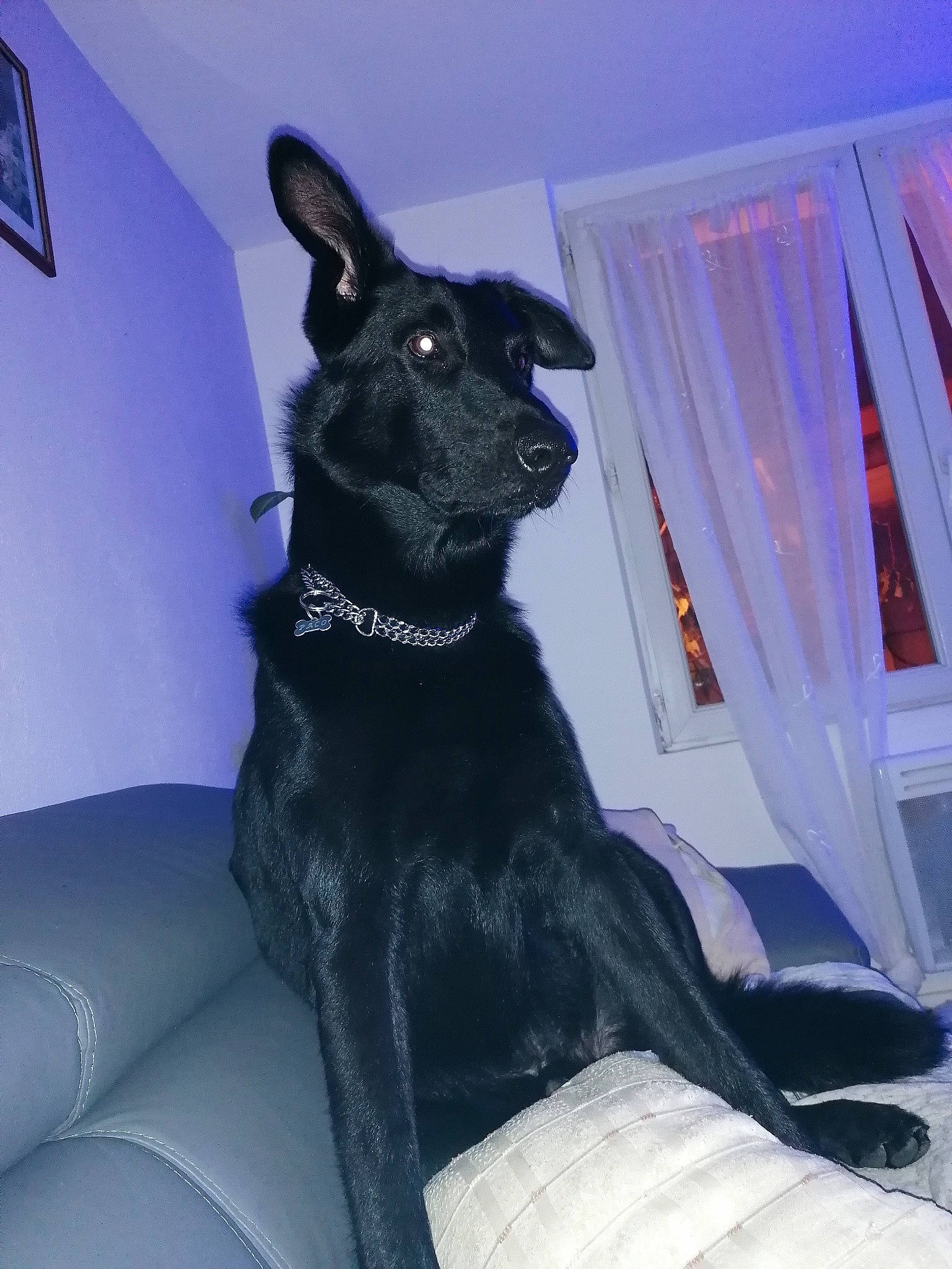 Paco participe au concours pour gagner de l'argent avec cette photo : blue, canidae, carnivore, collar, comfort, companion_dog, dog, dog_breed, dog_collar, ear, electric_blue, fawn, felidae, fur, purple, small_to_medium_sized_cats, snout, terrestrial_animal, whiskers, working_animal