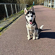 Saphir a rejoint le concours — aidez-le/la à gagner de superbes lots ! dog, puppy, siberian_husky, outdoor, path, sunny, trees, fence, nature, animal, pet, happy, tongue_out, sitting, canine, daylight, walkway, ears_up, fur, shadow
