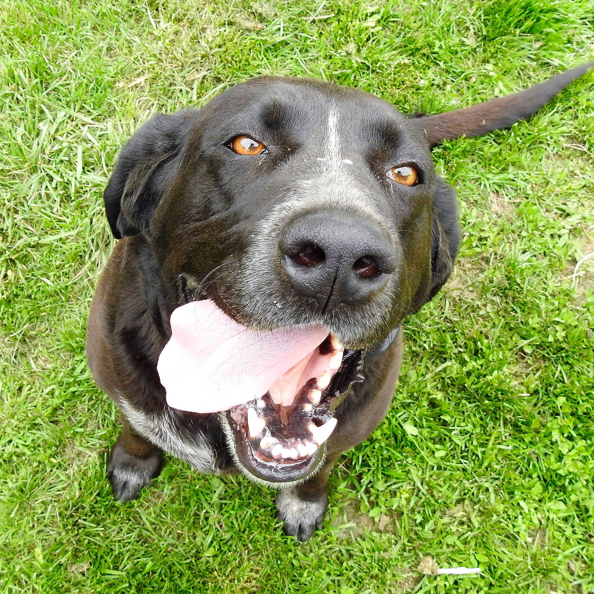 Marley is registered to the contest to win money with this photo: borador, carnivore, collar, companion_dog, dog, dog_breed, dog_collar, grass, guard_dog, hunting_dog, non_sporting_group, plant, snout, sporting_group, tail, terrestrial_animal, whiskers, working_animal, working_dog