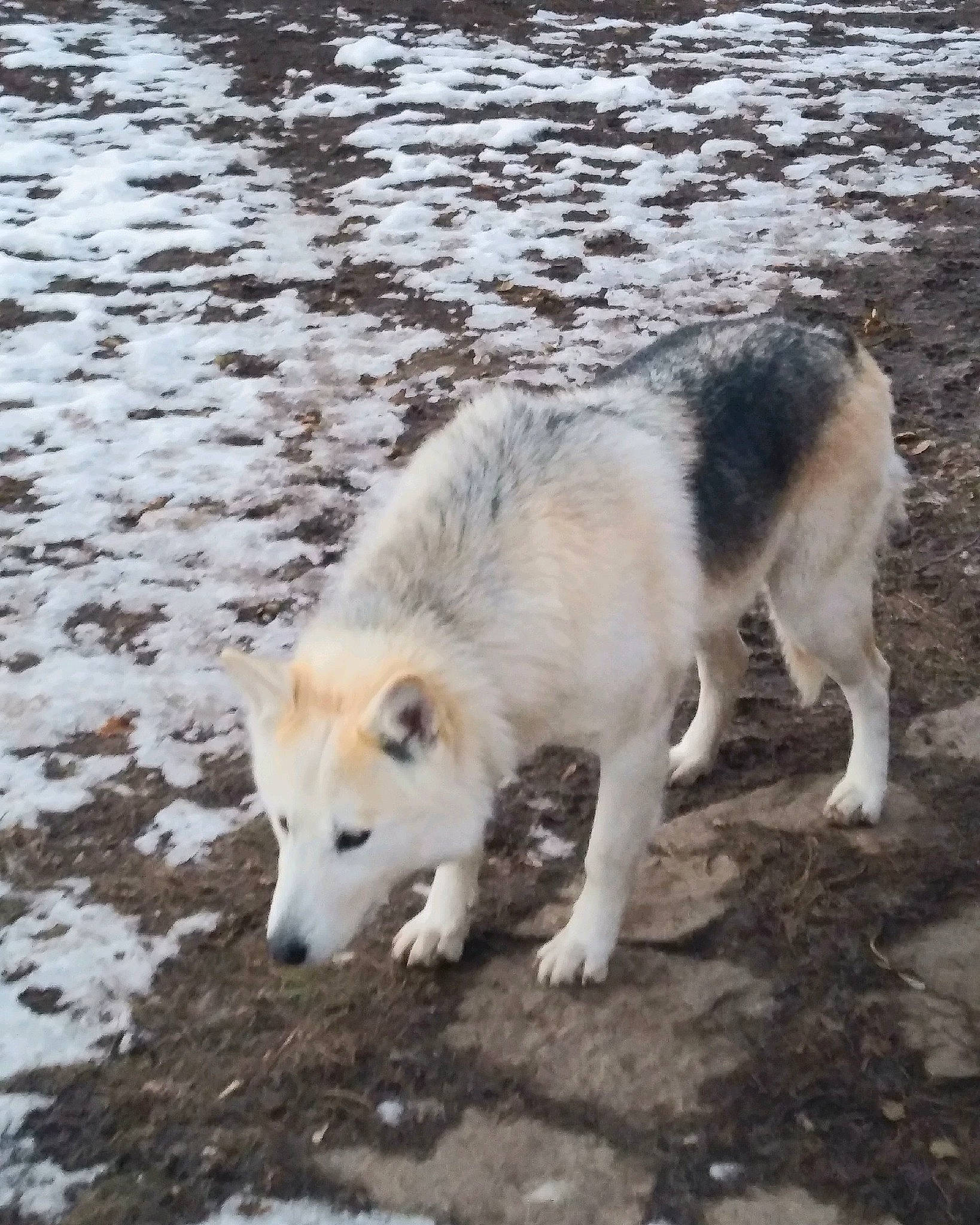 Makita joined the competition — help win amazing prizes! canidae, canis, carnivore, companion_dog, dog, dog_breed, fawn, freezing, fur, sled_dog, snout, snow, sporting_group, tail, terrestrial_animal, vertebrate, winter, wolf, working_animal, working_dog