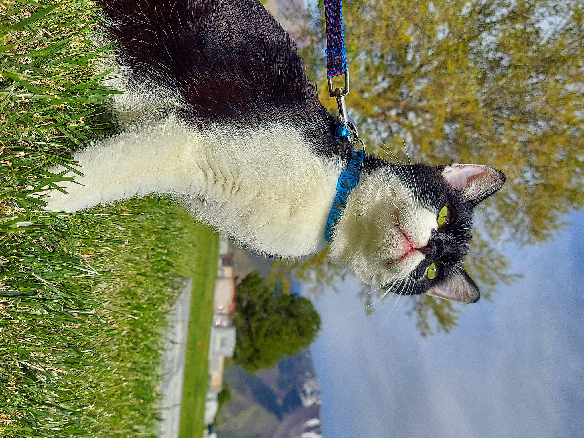 Panda joined the competition — help win amazing prizes! canidae, carnivore, cat, cloud, collar, dog_breed, domestic_short_haired_cat, felidae, fur, grass, plant, small_to_medium_sized_cats, snout, sporting_group, tail, tree, trunk, twig, water, whiskers