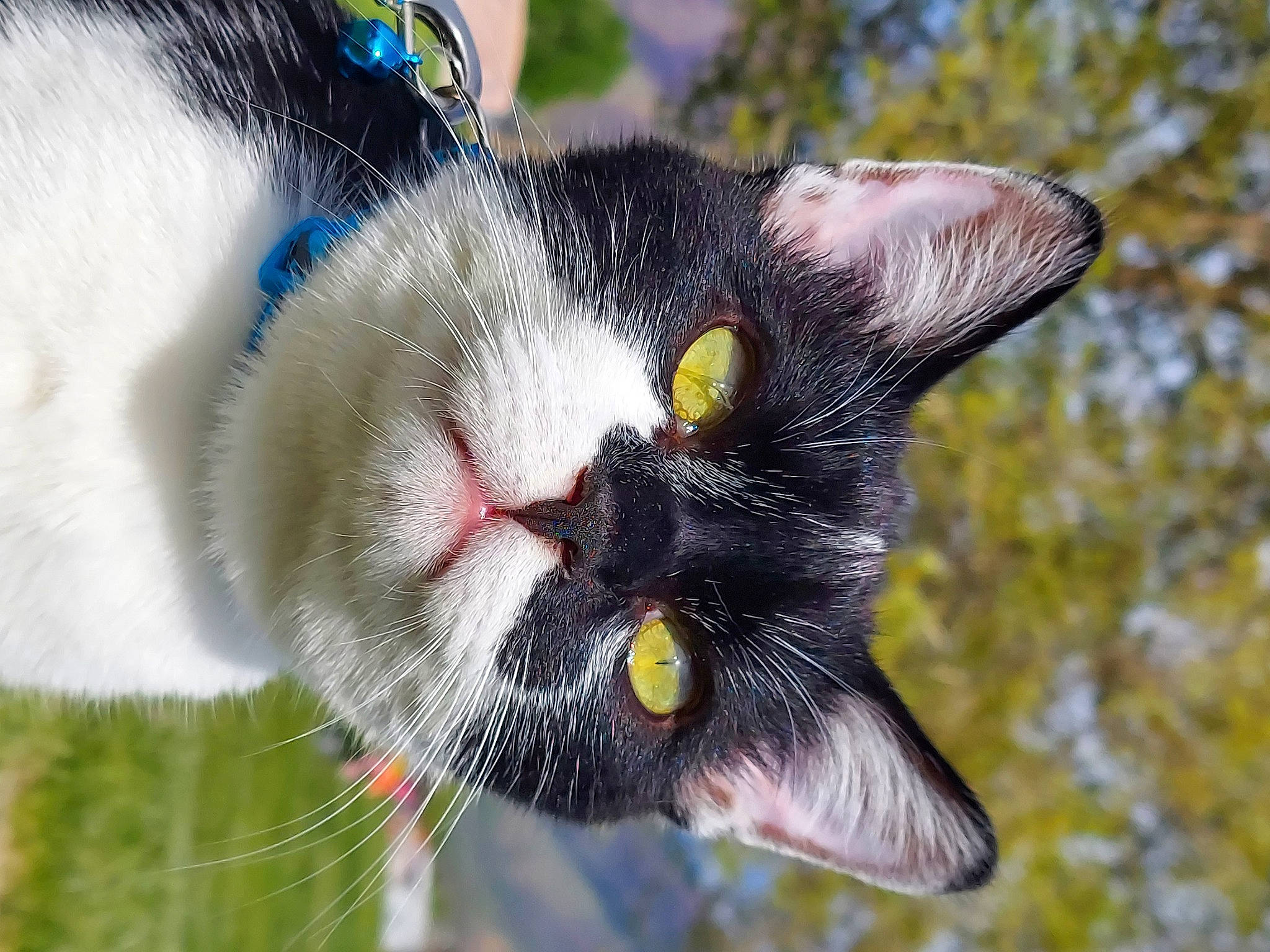 Panda joined the competition — help win amazing prizes! carnivore, cat, claw, close_up, collar, domestic_short_haired_cat, eye, felidae, flowering_plant, fur, grass, paw, petal, plant, small_to_medium_sized_cats, snout, tail, tree, whiskers, wildlife