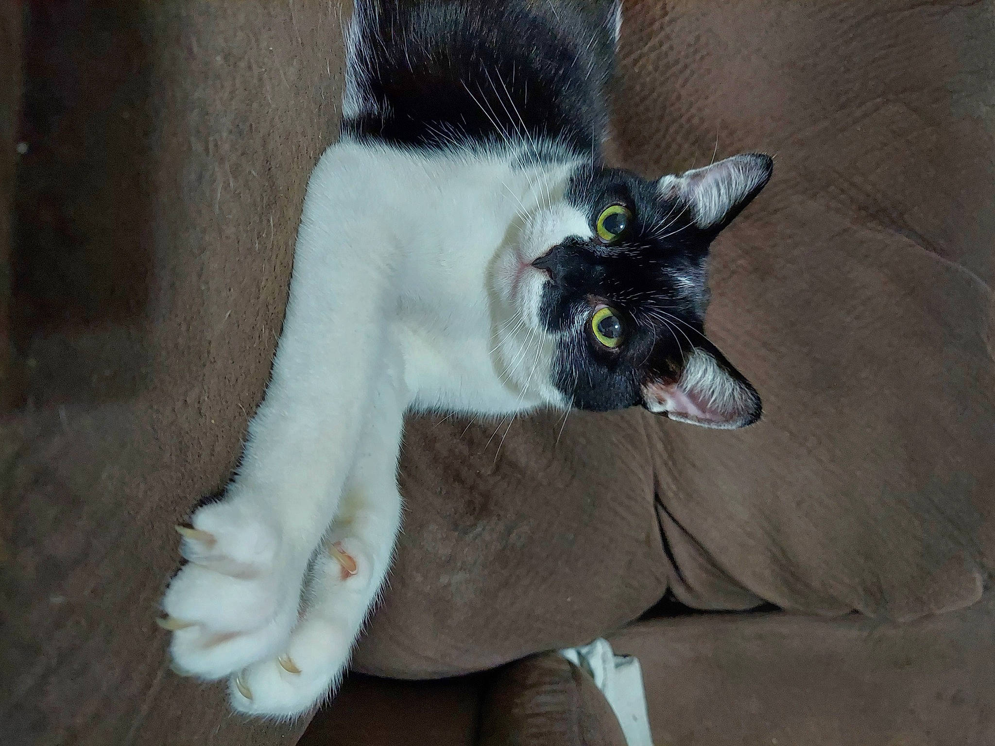 Panda is registered to the contest to win money with this photo: black_cat, canidae, carnivore, cat, claw, dog_breed, domestic_short_haired_cat, fawn, felidae, foot, fur, grey, human_leg, paw, plant, small_to_medium_sized_cats, snout, tail, whiskers