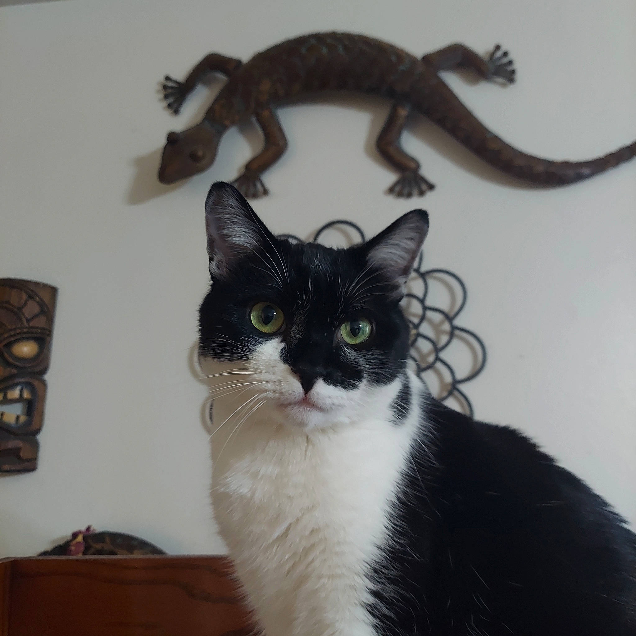 Panda is registered to the contest to win money with this photo: amphibian, animal_figure, box, carnivore, cat, claw, domestic_short_haired_cat, felidae, fur, lizard, reptile, scaled_reptile, small_to_medium_sized_cats, snout, tail, terrestrial_animal, toy, vertebrate, whiskers, white