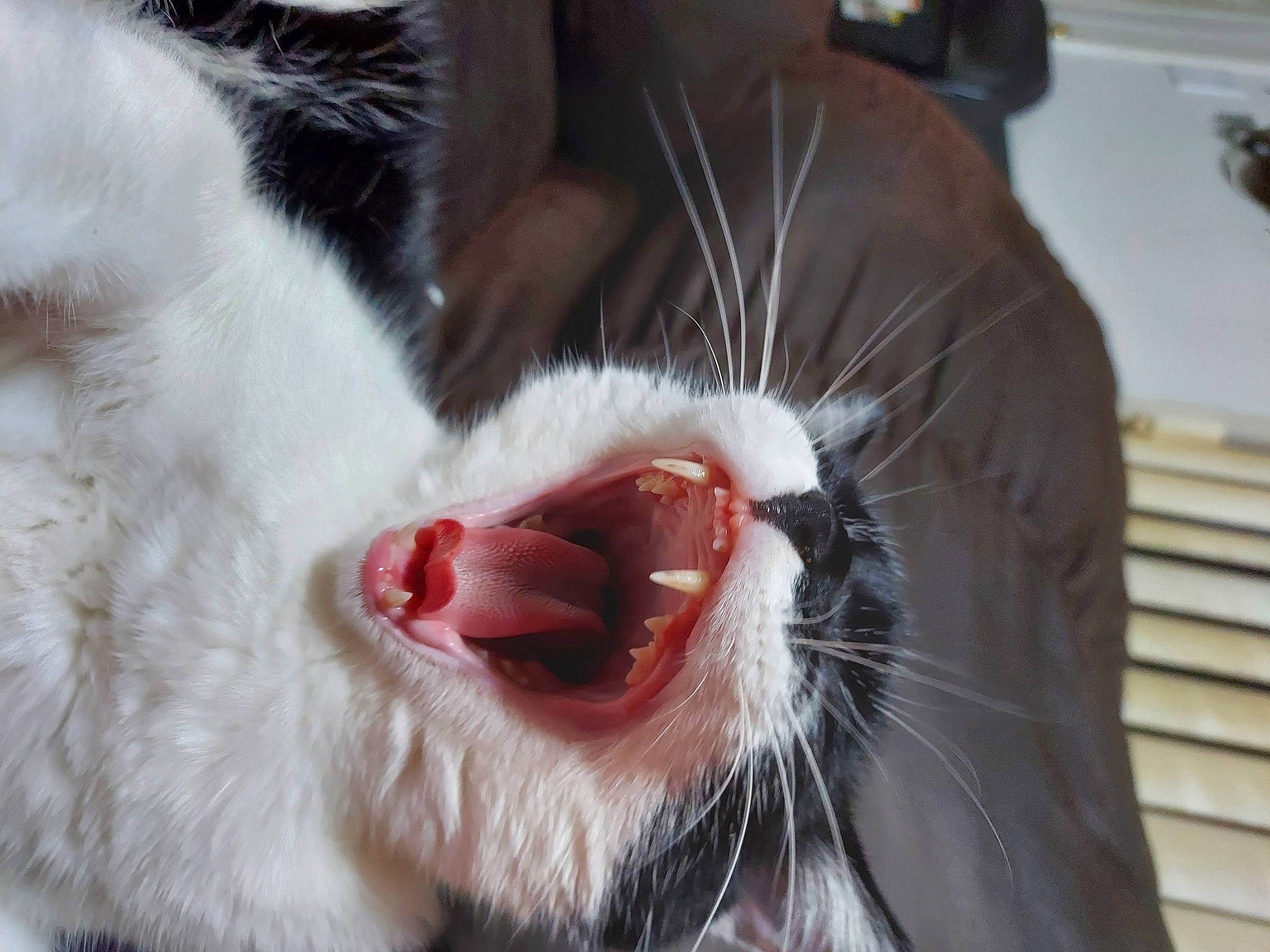 Panda joined the competition — help win amazing prizes! carnivore, cat, claw, collar, dog_breed, domestic_short_haired_cat, eye, fang, felidae, fur, human_body, jaw, paw, roar, small_to_medium_sized_cats, snout, tongue, tooth, whiskers, yawn