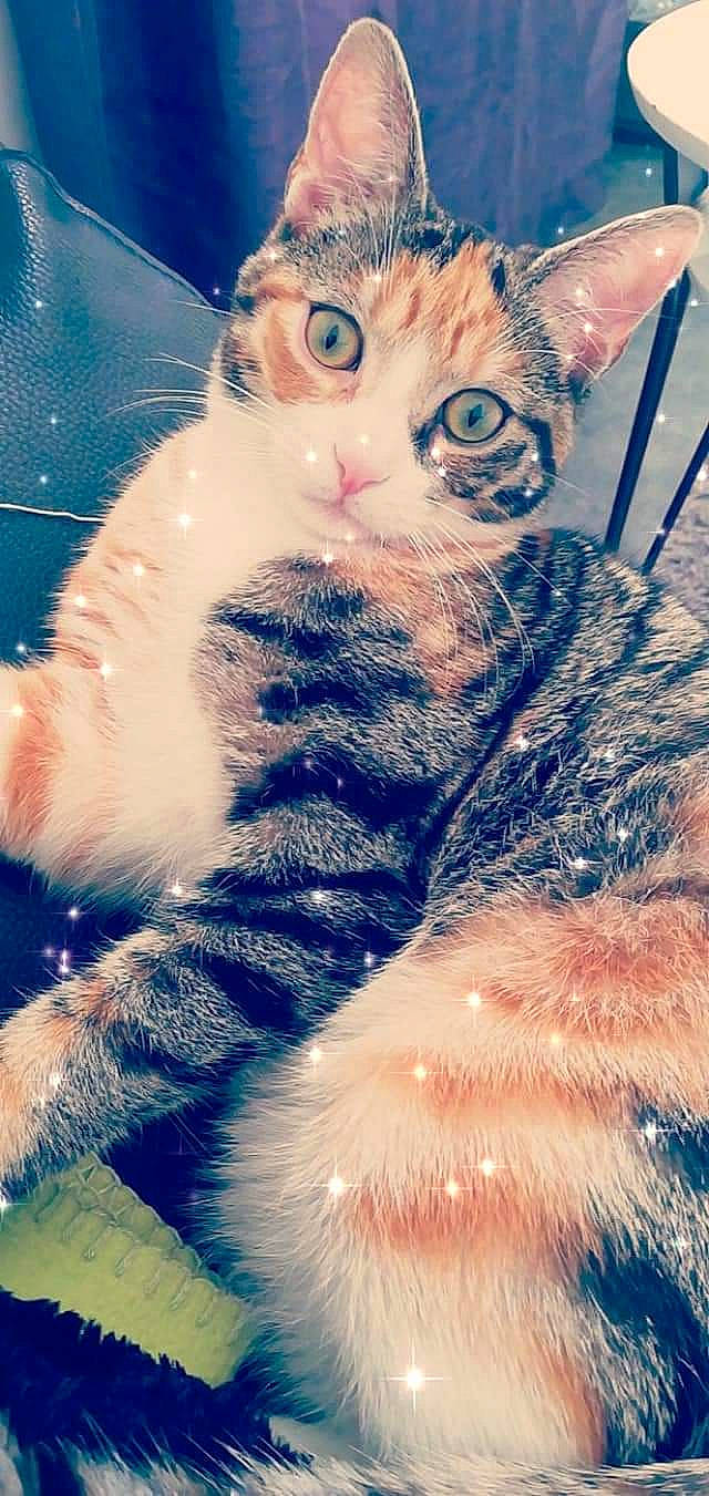 Câline participe au concours pour gagner de l'argent avec cette photo : art, azure, blue, carnivore, cat, claw, domestic_short_haired_cat, electric_blue, fawn, felidae, fur, gesture, happy, holiday, paw, small_to_medium_sized_cats, snout, tail, tree, whiskers