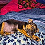 Maximus joined the competition — help win amazing prizes! puppy, sleeping, dog, blanket, bed, cozy, cute, fur, paw, resting, indoor, animal, pet, young, canine, snuggled, comfort, soft, colorful, relaxation