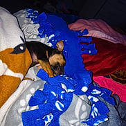 Maximus is registered to the contest to win money with this photo: puppy, sleeping, blanket, fleece, blue, orange, pink, gray, cozy, indoor, cute, small_dog, resting, paw, soft, comfort, pet, animal, bedroom, dark_background