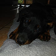 Arès participe au concours pour gagner de l'argent avec cette photo : puppy, dog, indoor, blanket, floor, tile, window, soft, resting, cute, animal, pet, black, brown, fur, closeup, face, paw, laying, cozy