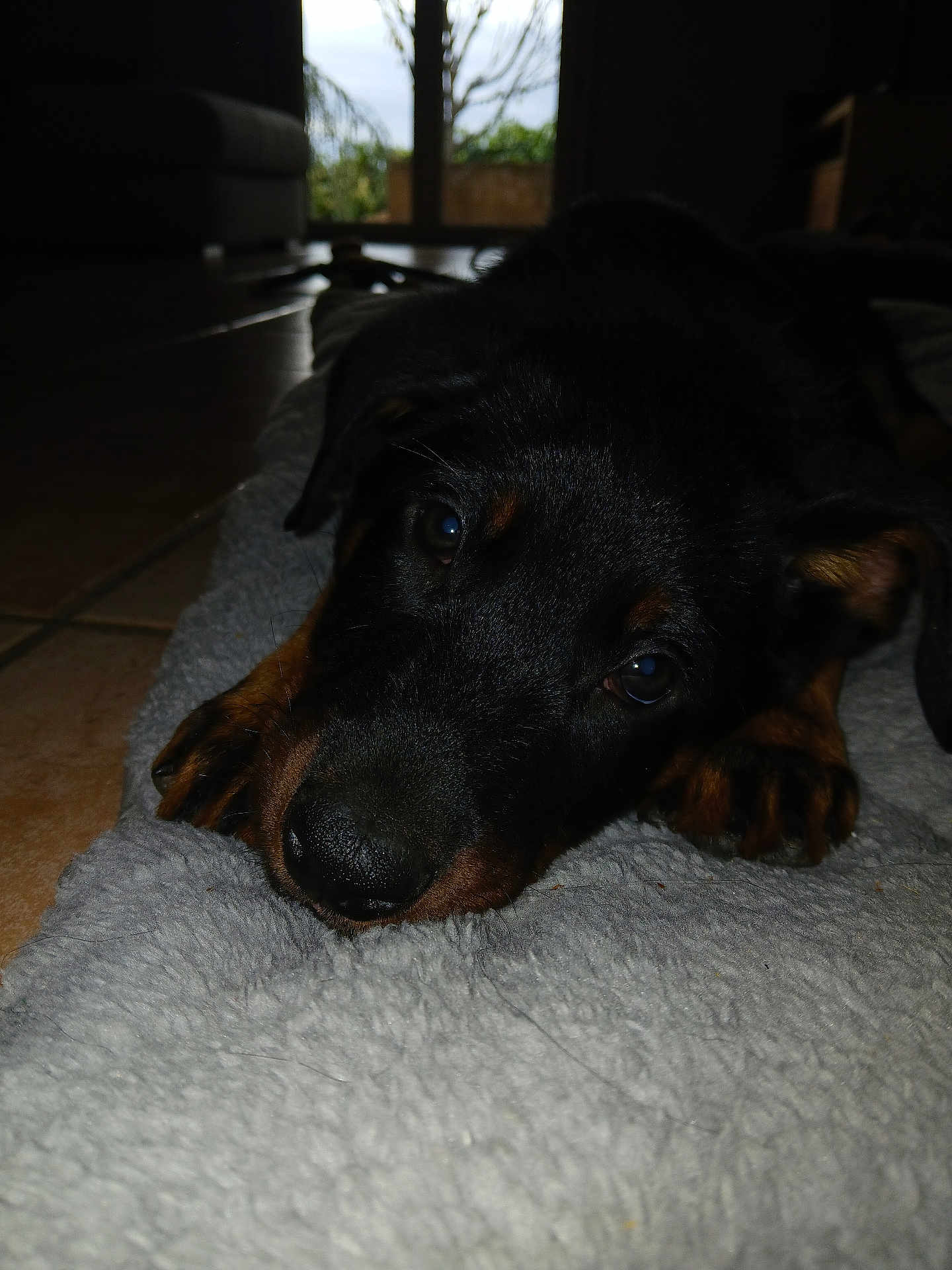 Arès participe au concours pour gagner de l'argent avec cette photo : puppy, dog, indoor, blanket, floor, tile, window, soft, resting, cute, animal, pet, black, brown, fur, closeup, face, paw, laying, cozy
