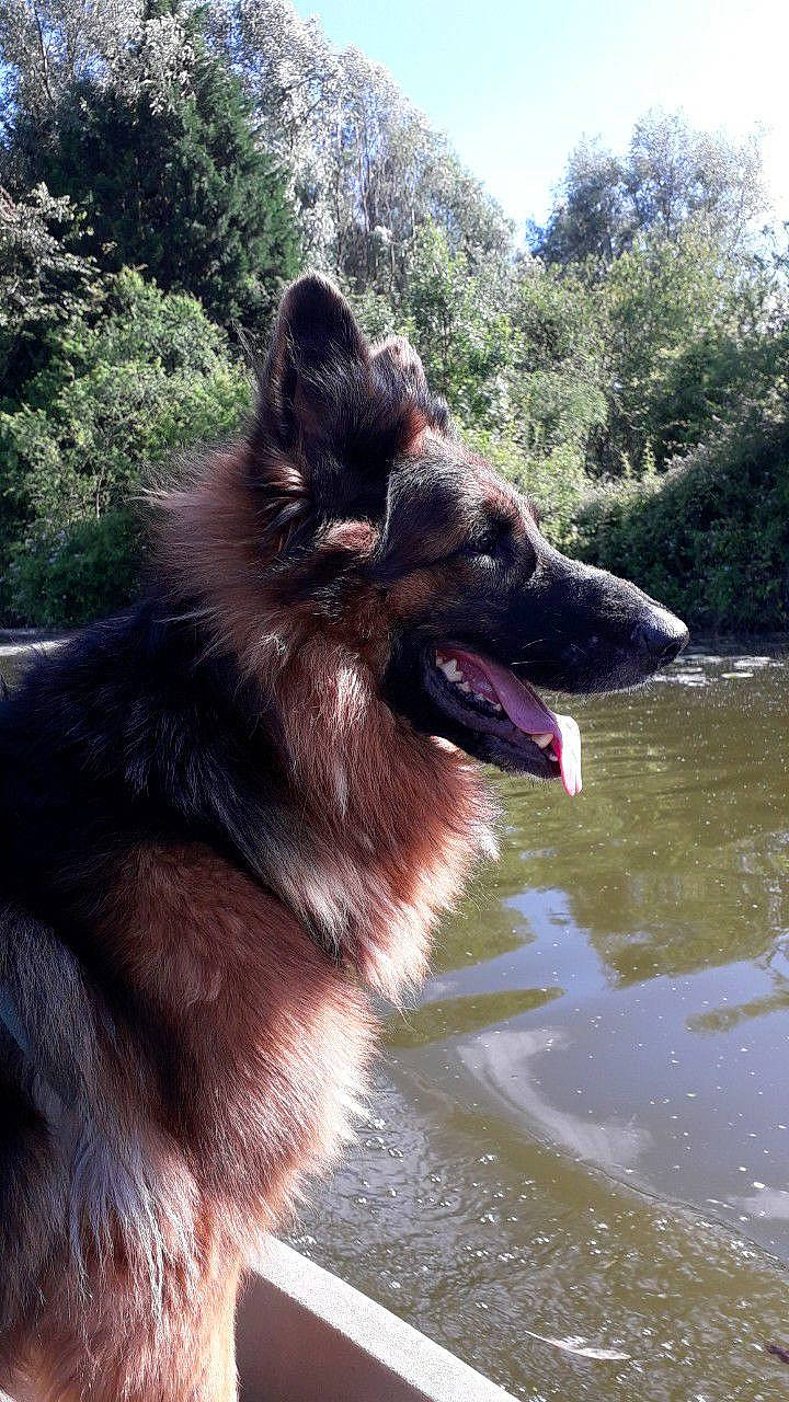 Lilie participe au concours pour gagner de l'argent avec cette photo : canidae, carnivore, collar, companion_dog, dog, dog_breed, dog_collar, east_european_shepherd, fang, german_shepherd_dog, happy, king_shepherd, lake, plant, snout, sporting_group, street_dog, tree, water, working_animal