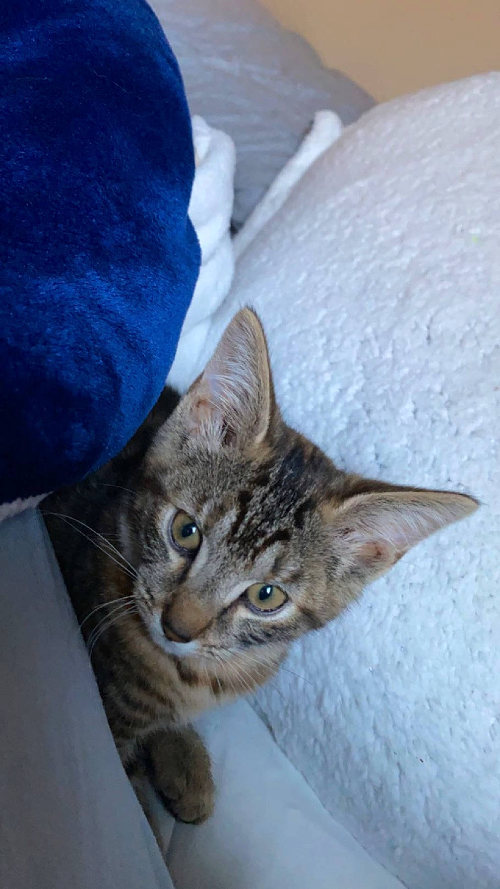 Hazel joined the competition — help win amazing prizes! carnivore, cat, claw, comfort, denim, domestic_short_haired_cat, door, ear, electric_blue, felidae, fur, paw, small_to_medium_sized_cats, snout, tail, whiskers, wood