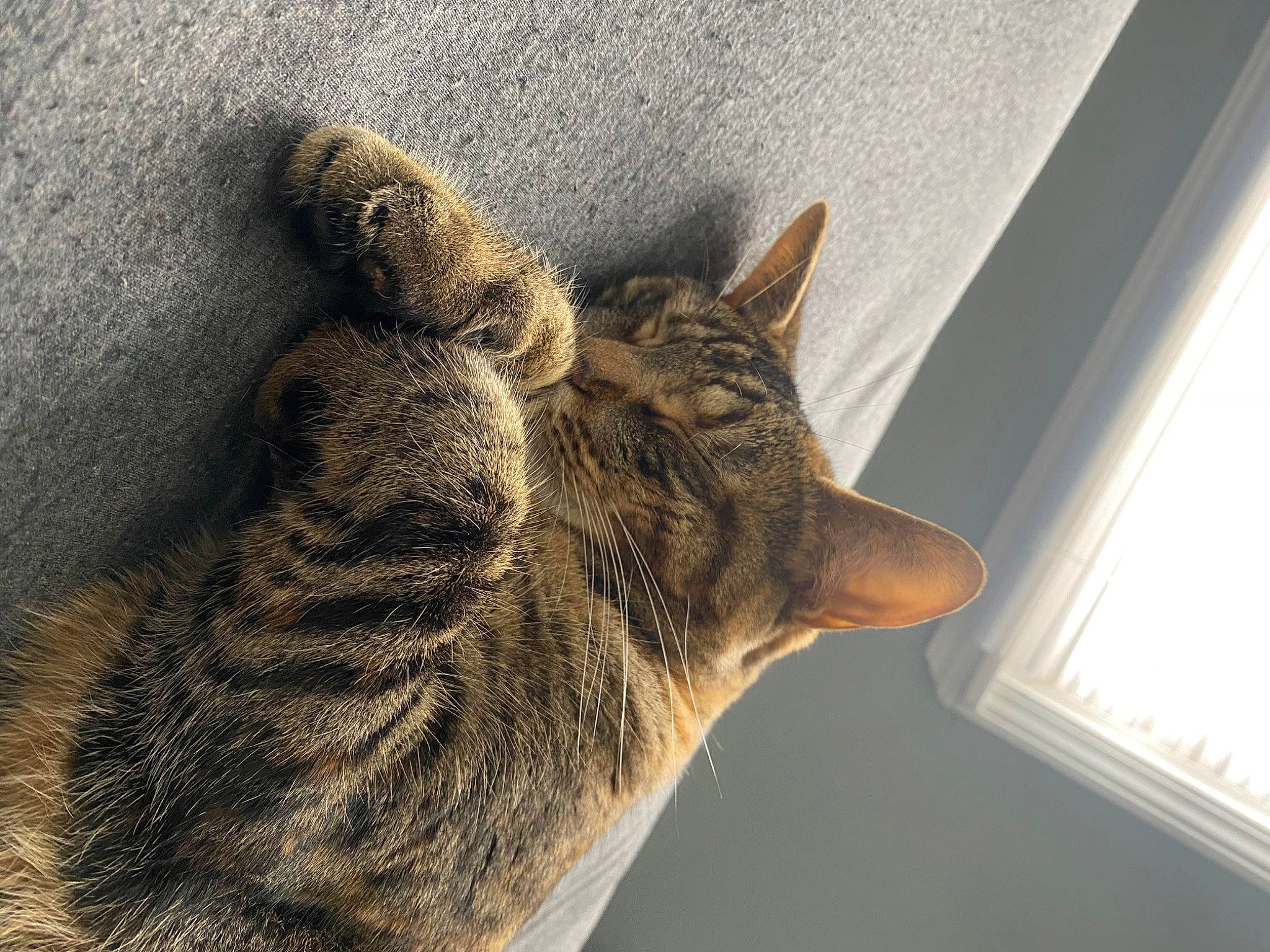 Hazel is registered to the contest to win money with this photo: carnivore, cat, claw, domestic_short_haired_cat, felidae, fur, paw, small_to_medium_sized_cats, snout, tail, terrestrial_animal, whiskers, wildlife, window