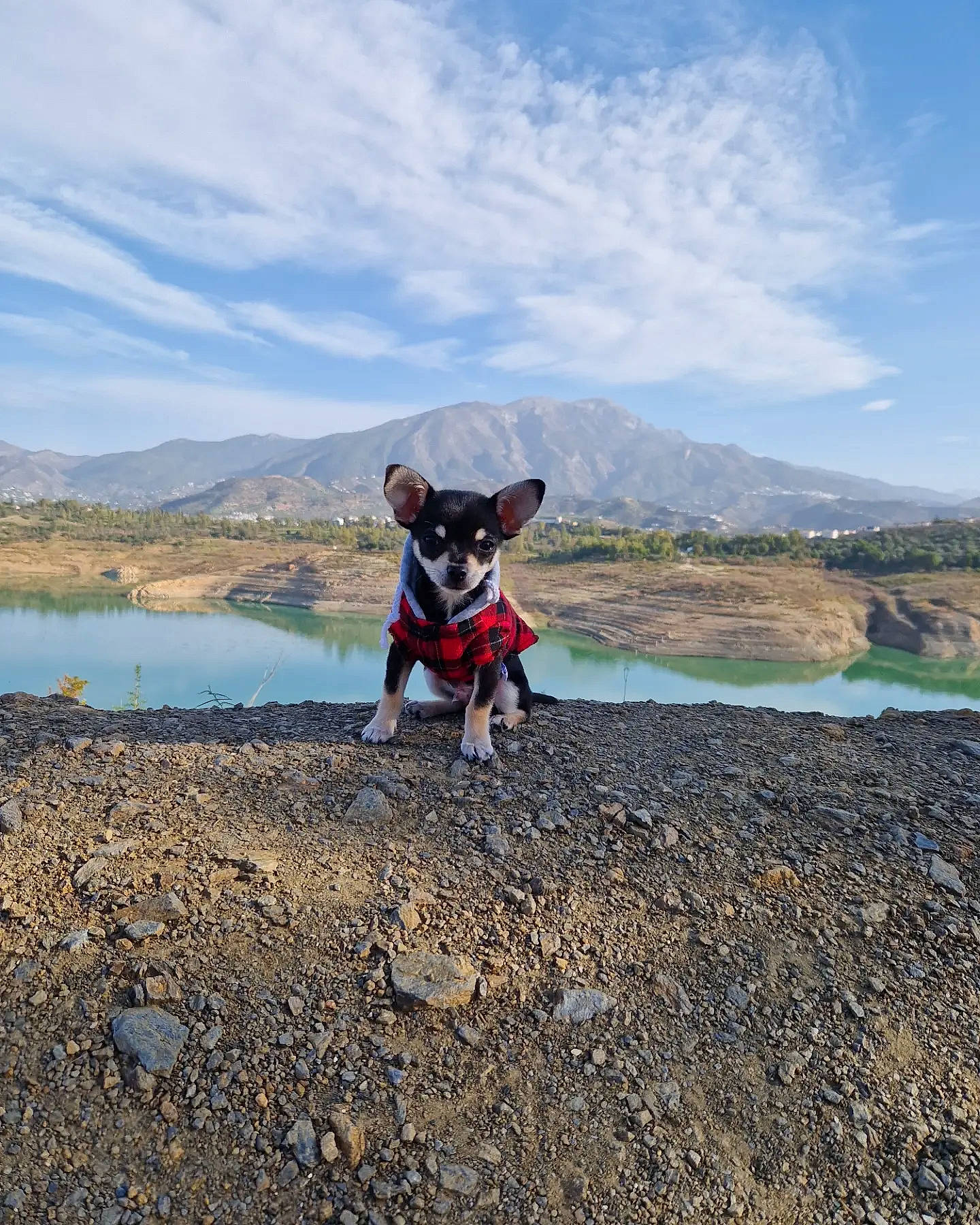 Iron a rejoint le concours — aidez-le/la à gagner de superbes lots ! asphalt, canidae, carnivore, cloud, companion_dog, dog, dog_breed, dog_clothes, fawn, horizon, lake, landscape, leash, mountain, recreation, road, sky, soil, sporting_group, water