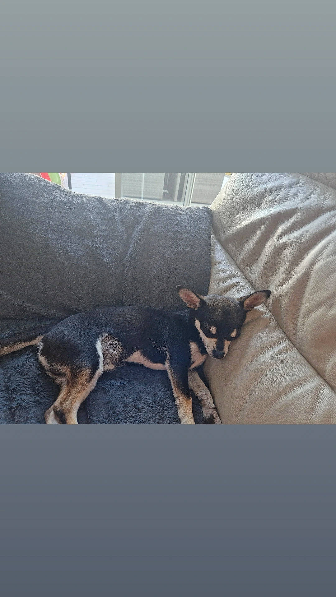 Iron a rejoint le concours — aidez-le/la à gagner de superbes lots ! carnivore, comfort, companion_dog, couch, dog, dog_breed, flooring, fur, furniture, grey, hardwood, living_room, mammal, pet_supply, room, sporting_group, tail, tints_and_shades, vertebrate, working_animal