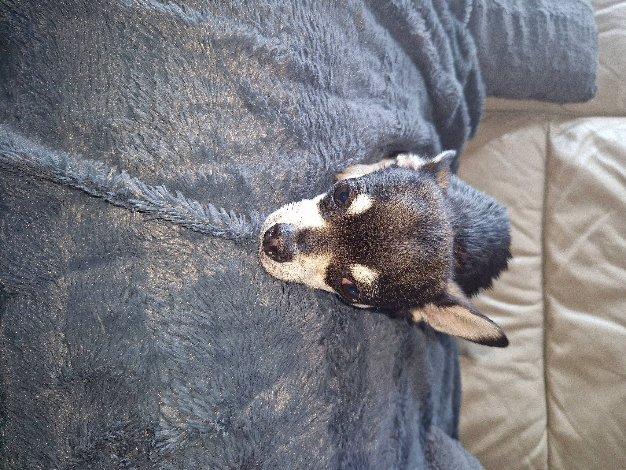 Iron a rejoint le concours — aidez-le/la à gagner de superbes lots ! bat, beak, carnivore, claw, collar, comfort, denim, electric_blue, feather, fur, grey, pattern, sleeve, snout, tail, terrestrial_animal, wildlife, wing, wood, zoo