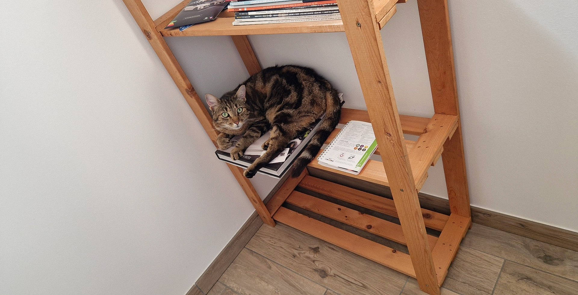 Nala participe au concours pour gagner de l'argent avec cette photo : carnivore, cat, cat_supply, comfort, domestic_short_haired_cat, felidae, flooring, fur, hardwood, plywood, room, shelf, shelving, small_to_medium_sized_cats, stairs, tail, whiskers, wood, wood_flooring, wood_stain