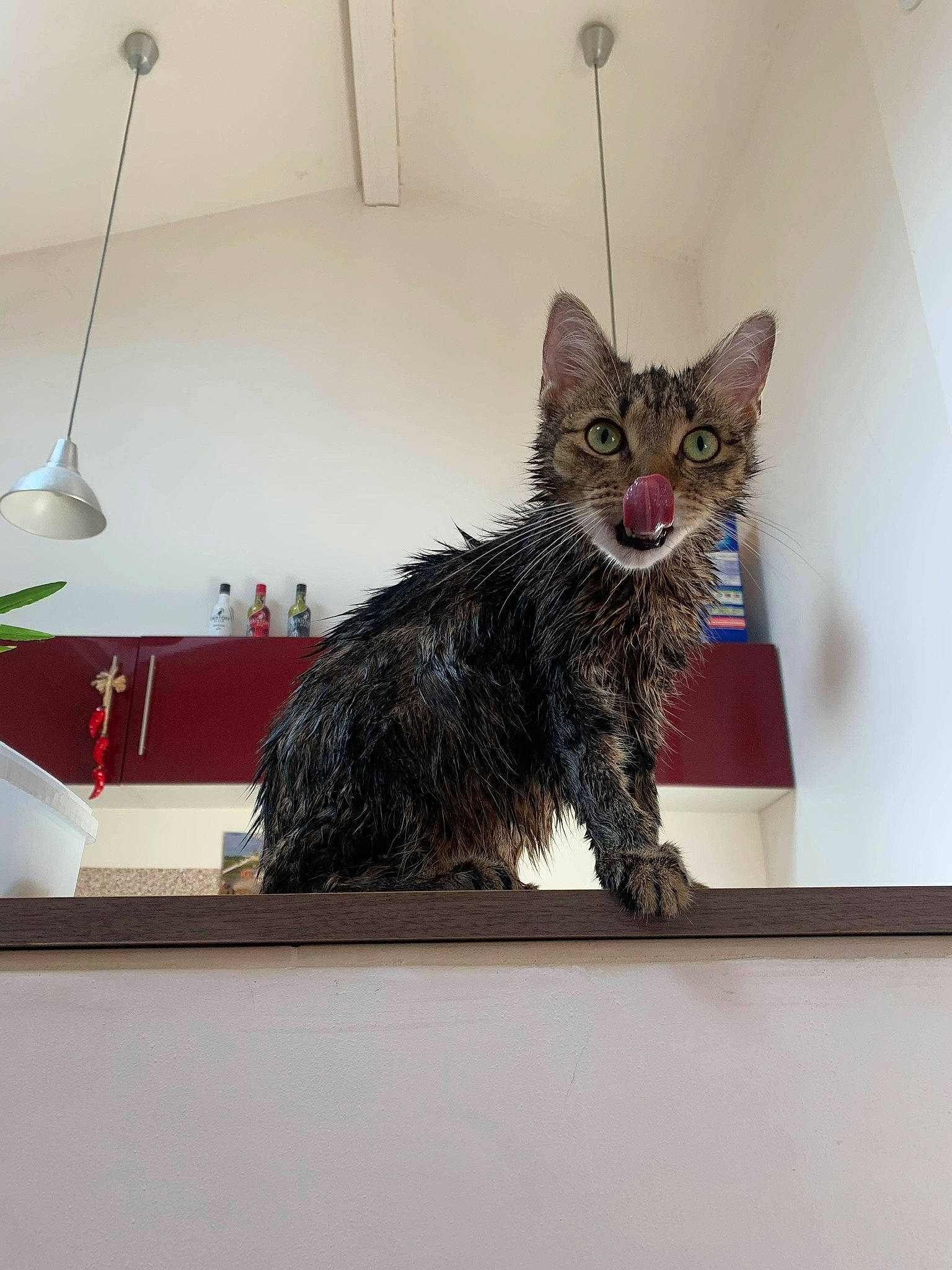 Nala participe au concours pour gagner de l'argent avec cette photo : american_shorthair, asian, carnivore, cat, domestic_short_haired_cat, dragon_li, european_shorthair, felidae, fur, kitten, room, small_to_medium_sized_cats, tabby_cat, whiskers