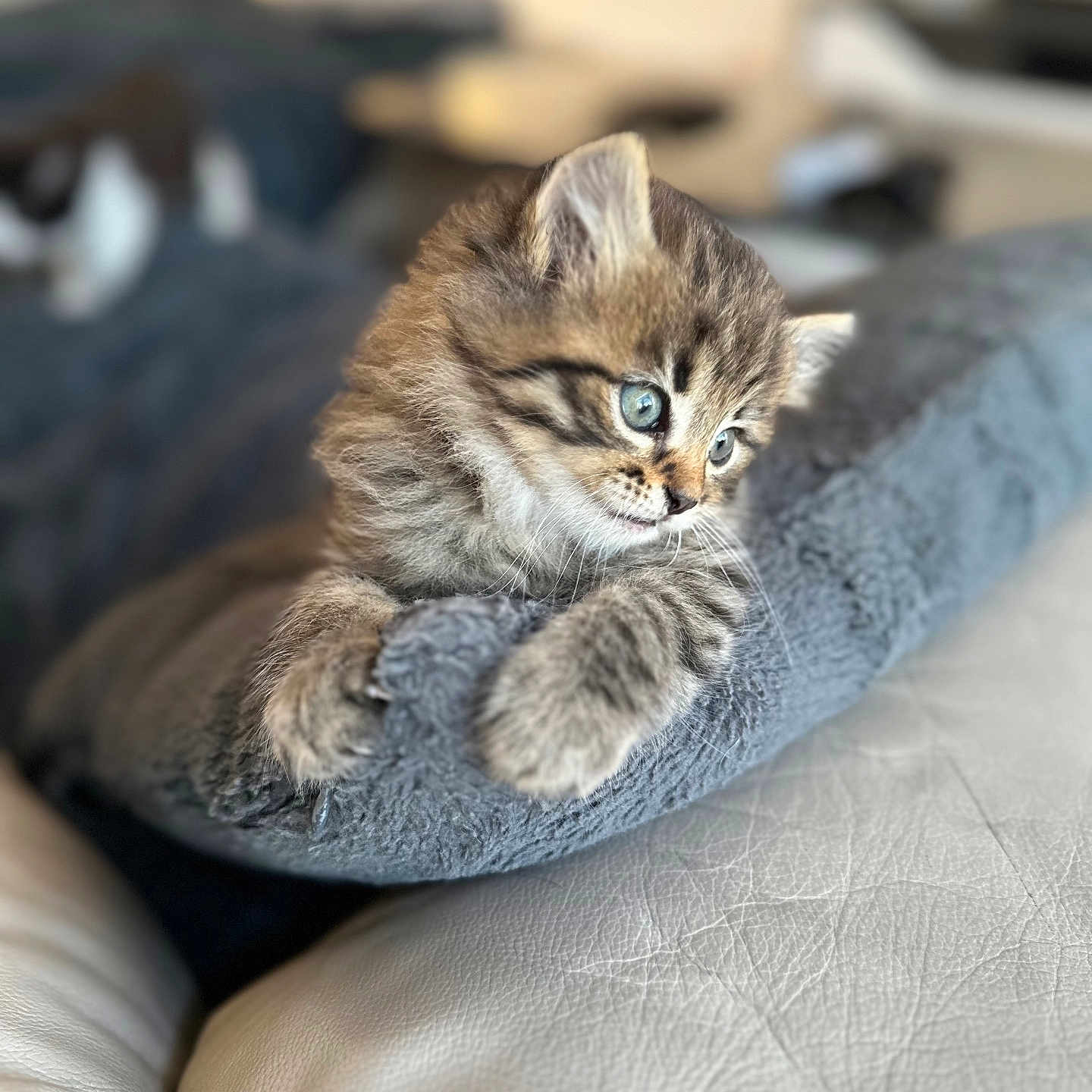 Tigrou