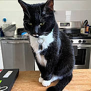 Oscar is registered to the contest to win money with this photo: cat, tuxedo_cat, black_and_white, pet, animal, indoor, kitchen, countertop, wooden_surface, domestic_cat, feline, whiskers, collar, tags, appliances, stove, dishwasher, utensils, household, looking_down