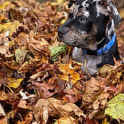 Remy joined the competition — help win amazing prizes! dog, puppy, autumn, fall_leaves, outdoor, nature, animal, pet, colorful, brown, yellow, orange, leaf_pile, collar, portrait, fur, young_dog, curious, side_view, seasonal