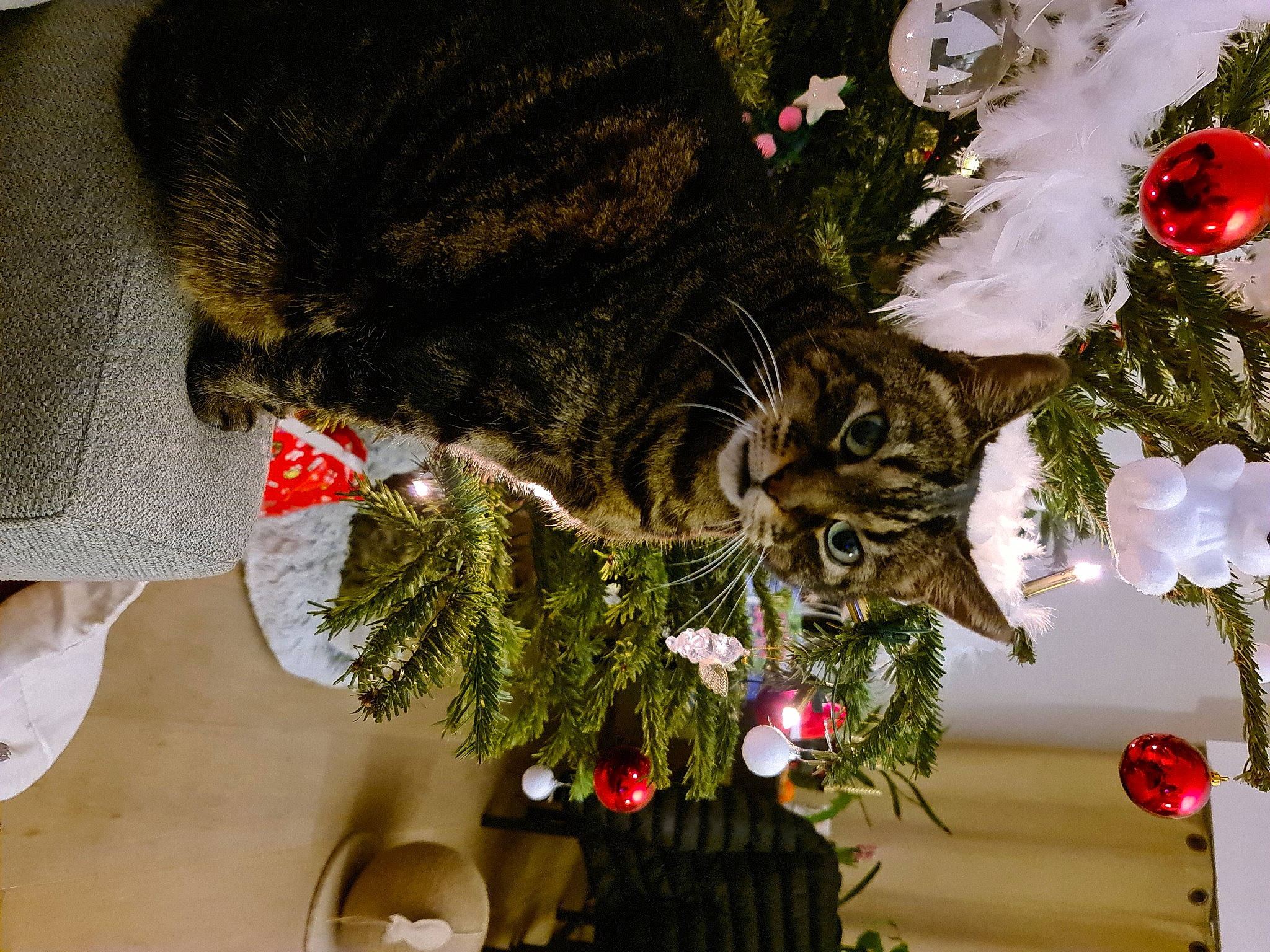 Méfie a rejoint le concours — aidez-le/la à gagner de superbes lots ! branch, carnivore, cat, christmas, christmas_decoration, christmas_ornament, christmas_tree, collar, event, evergreen, felidae, flower_arranging, holiday_ornament, ornament, plant, small_to_medium_sized_cats, tail, tree, twig, whiskers