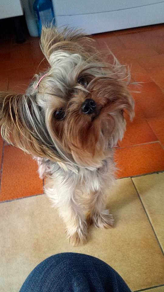 Junia