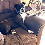 Zoey joined the competition — help win amazing prizes! dog, couch, brown_couch, black_dog, white_paws, relaxed, indoor, tile_floor, wooden_chair, pet, canine, furniture, living_room, domestic_animal, paw, collar, resting, comfortable, household, animal