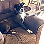 dog, couch, brown_couch, black_dog, white_paws, relaxed, indoor, tile_floor, wooden_chair, pet, canine, furniture, living_room, domestic_animal, paw, collar, resting, comfortable, household, animal