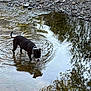 Zoey joined the competition — help win amazing prizes! dog, water, creek, rocks, outdoor, nature, reflection, black_and_white, animal, ripples, shallow_water, canine, riverbed, collar, quiet, peaceful, summer, daylight, curious, standing