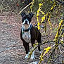 Zoey is registered to the contest to win money with this photo: dog, black_and_white, collar, tags, outdoor, nature, yellow_flowers, branches, grass, twigs, alert, standing, pet, canine, forest_floor, daylight, animal, mammal, fur, ears