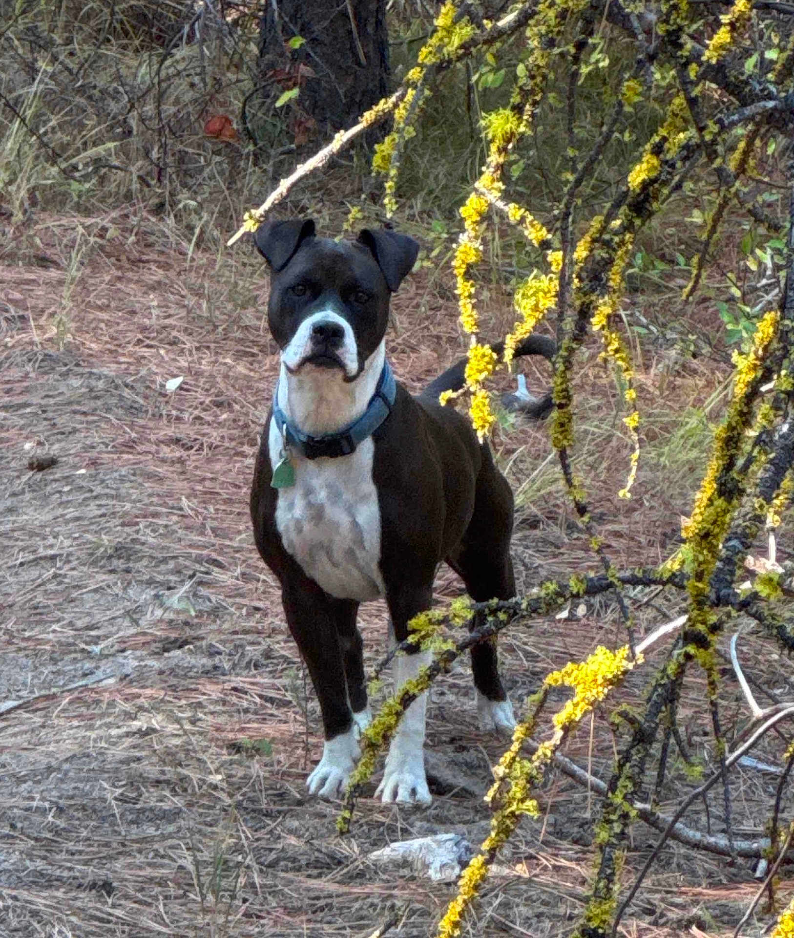 Zoey is registered to the contest to win money with this photo: dog, black_and_white, collar, tags, outdoor, nature, yellow_flowers, branches, grass, twigs, alert, standing, pet, canine, forest_floor, daylight, animal, mammal, fur, ears