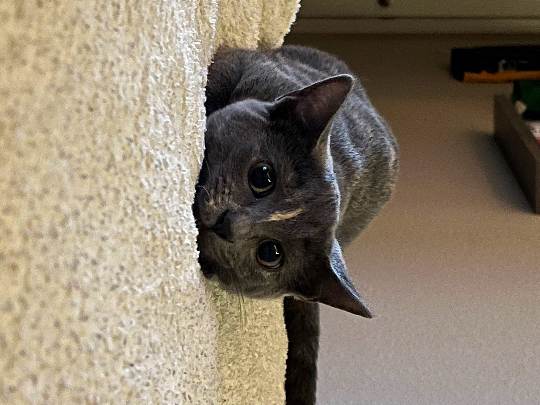 Jules is registered to the contest to win money with this photo: carnivore, cat, domestic_short_haired_cat, felidae, fur, pet_supply, plant, russian_blue, small_to_medium_sized_cats, snout, whiskers, wood