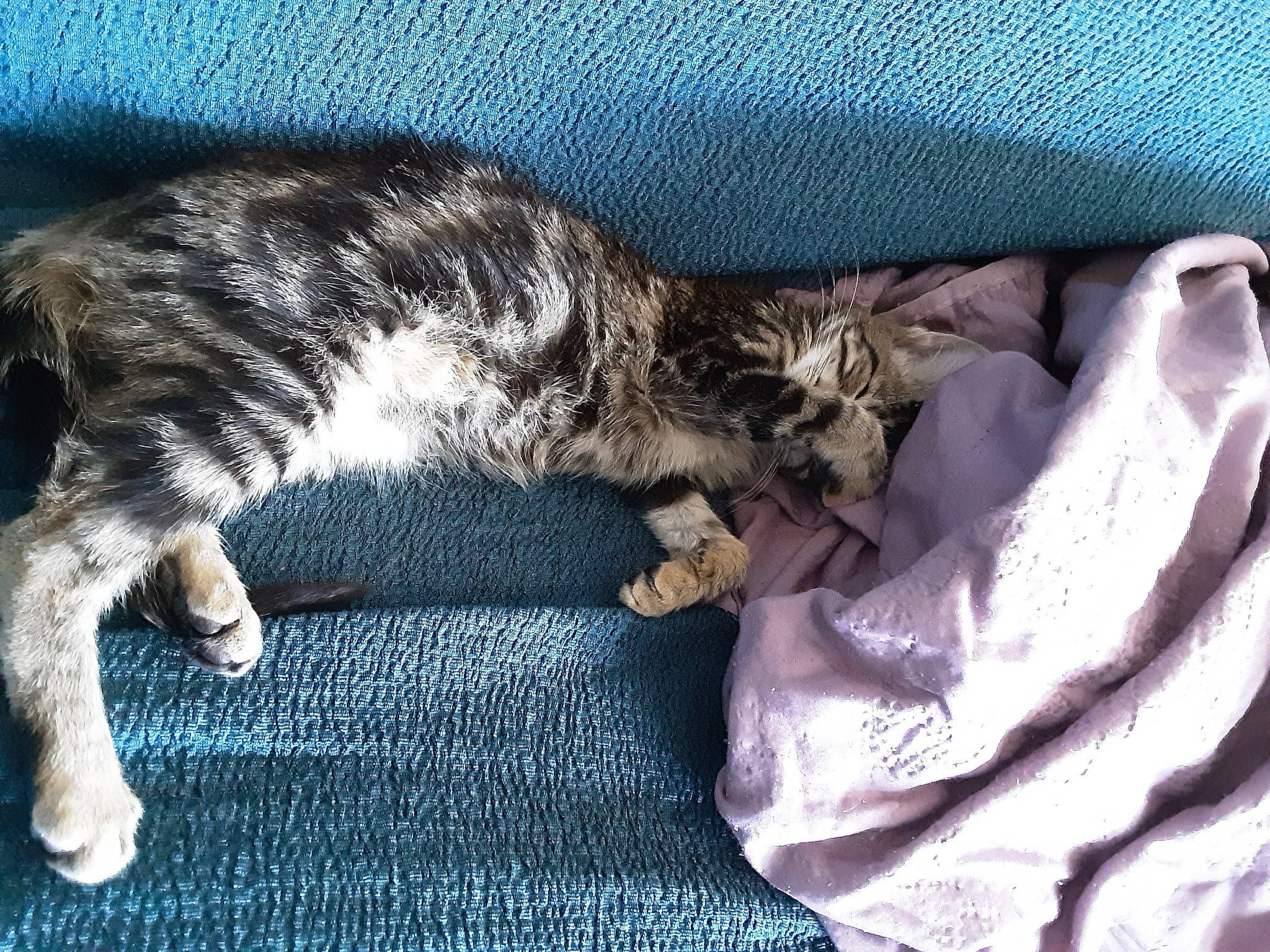 Tempête a rejoint le concours — aidez-le/la à gagner de superbes lots ! carnivore, cat, claw, comfort, domestic_short_haired_cat, felidae, fur, grey, linens, nap, paw, sleep, small_to_medium_sized_cats, tail, textile, whiskers