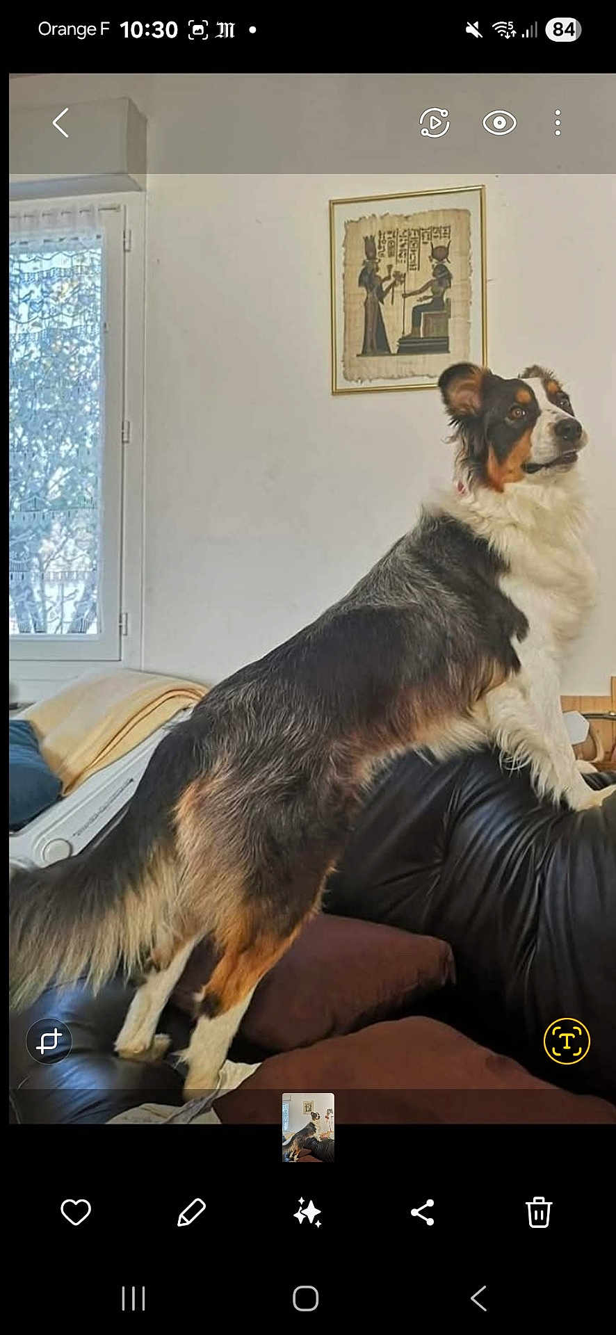 Paillette participe au concours pour gagner de l'argent avec cette photo : dog, couch, living_room, window, artwork, framed_picture, black_leather, tricolor, fur, alert, pet, domestic_animal, indoors, home, furniture, pillow, blanket, daylight, canine, curious