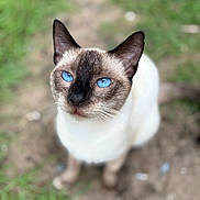 Stormy joined the competition — help win amazing prizes! cat, siamese_cat, blue_eyes, animal, pet, fur, whiskers, ears, outdoor, nature, grass, dirt, close_up, portrait, mammal, feline, cute, looking_up, young_cat, domestic_animal
