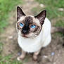 cat, siamese_cat, blue_eyes, animal, pet, fur, whiskers, ears, outdoor, nature, grass, dirt, close_up, portrait, mammal, feline, cute, looking_up, young_cat, domestic_animal